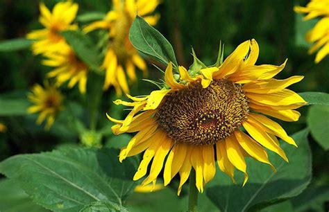 向阳花的寓意和花语是什么（关于向日葵象征什么意思）-植物说