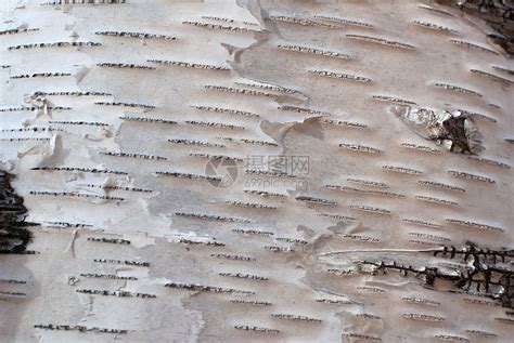 白色树皮结构背景高清图片下载-正版图片503009554-摄图网