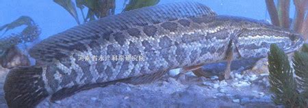 人工养的黑鱼几年能长40斤?
