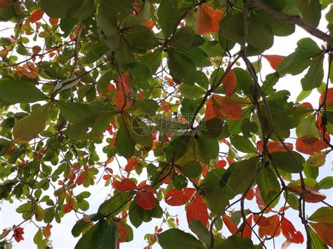 榄仁树的美丽叶子高清图片下载-正版图片506190521-摄图网