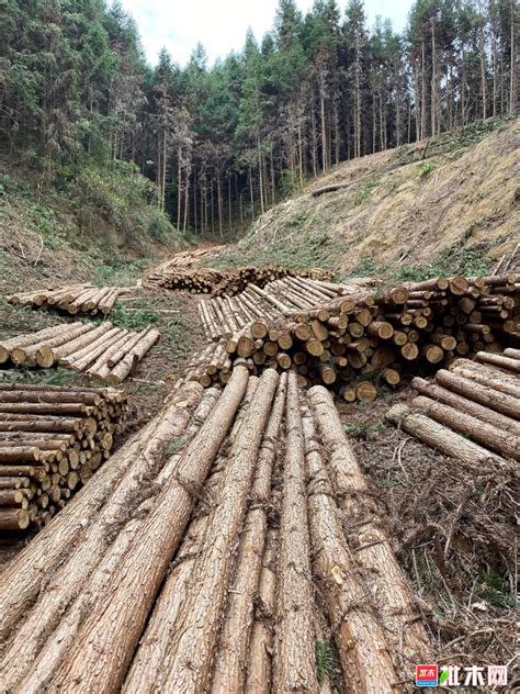贵州黔西南大量出售杉木 - 正材网