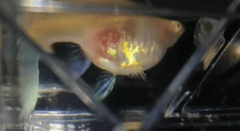 我家这条孔雀鱼还要多久才能下鱼宝宝啊，屁股已经黑了，是小鱼眼睛吗，在她怀孕期间需要给她什么营养吗 - 百度宝宝知道