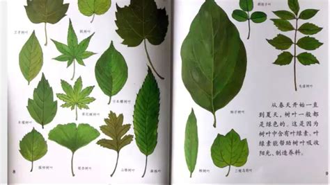 植物叶子的形状,分类,名称_大山谷图库