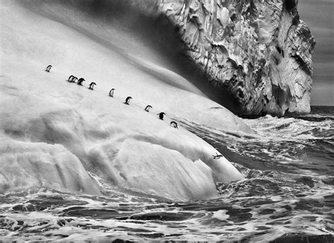 帝企鹅之殇！全球变暖 海冰融化：2100年或将灭绝_凤凰网