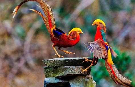 霞浦松山发现国家二级保护野生动物戴胜鸟