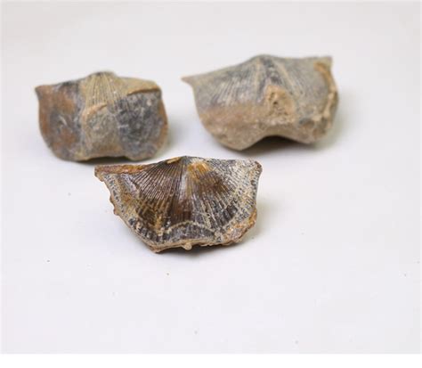 莱芜燕子石：沉睡五亿年的瑰宝|白云岩|燕子石|莱芜_新浪新闻