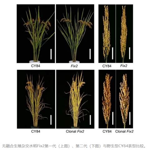 【项目文章】强大的四倍体杂交水稻 | | 百迈客生物