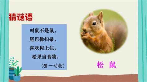 松鼠英文怎么读 ？ | 说明书网