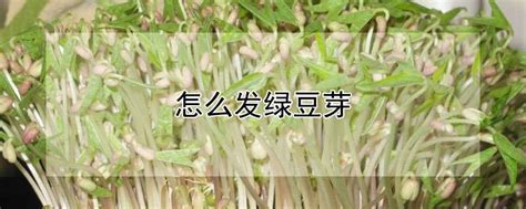 绿豆芽的几种做法，美味又营养