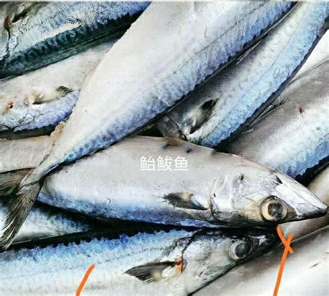 鲅鱼，青占鱼，鲐鲅鱼，北海鲅鱼怎么分清，吃了30年都吃错了_上图