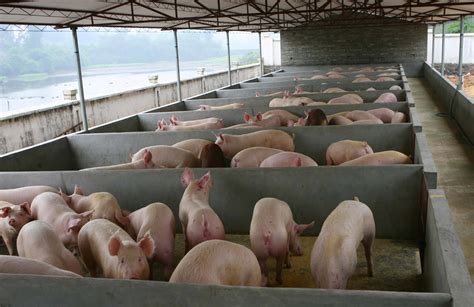 为防范猪价过快上涨！发改委：研究投放猪肉储备农业资讯-农信网