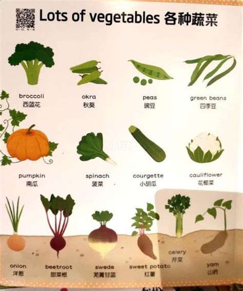 蔬菜名字图片,蔬菜百科大片,常见蔬菜图片_大山谷图库