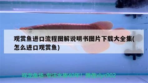 大日玉鲭鱼观赏鱼能长多大(观赏鱼可以长多大) - 红尾平克鱼 - 广州观赏鱼批发市场