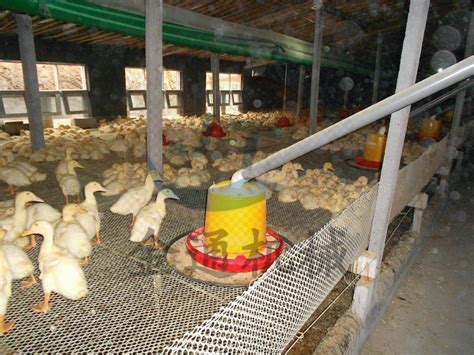 双鸭山种鸡养殖-开原胜利牧业有限公司