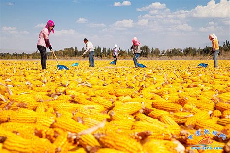 人报甘头条 | 张掖甘州区：培育玉米“金种子”，串起富民大产业_兰州新闻网