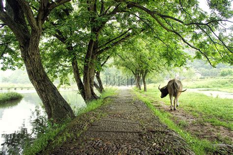 【家乡的风景摄影图片】湖南桃源生态摄影_叶子绿了的时候。。。。。。_太平洋电脑网摄影部落