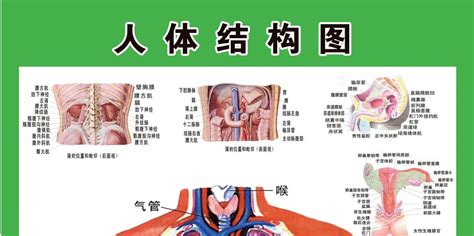 身体器官构造图图片