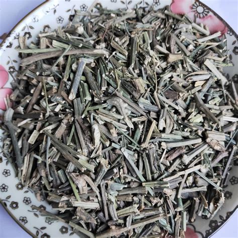 穿心莲的图片