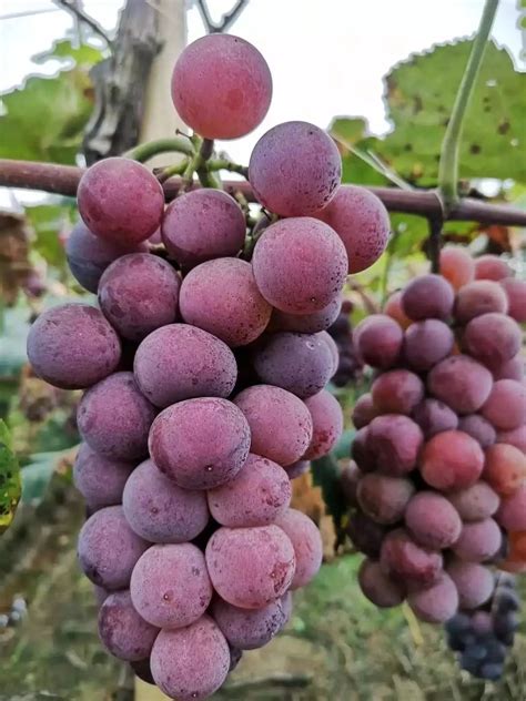 夏红蜜葡萄,红夏音葡萄品种介绍,摩尔多瓦葡萄_大山谷图库