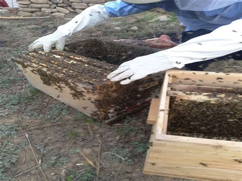 中蜂养殖需要具备哪些技术？ - 中华蜜蜂 - 酷蜜蜂