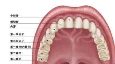 人有多少牙齿上下分别多少，请问人有多少牙？ - 综合百科 - 绿润百科
