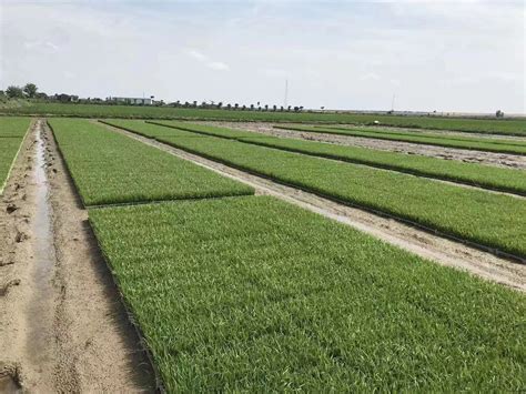 水稻育秧专用配方基质及配套生产技术