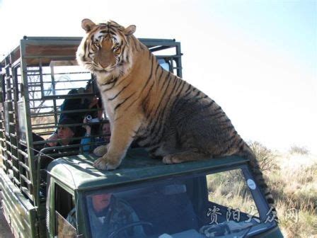世界上最大的老虎：体长3米体重350千克（不到500头）_小狼观天下