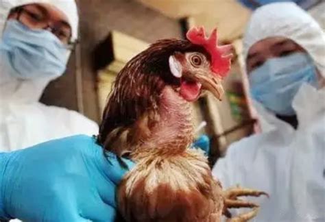 秋冬季高致病性禽流感防控技术要点