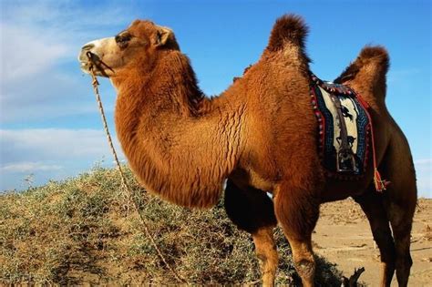 骆驼为什么能在沙漠中生存下来呢（不吃不喝能生存79天）