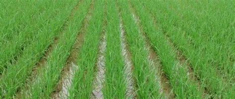 旱稻种植技术有哪些？ - 惠农网