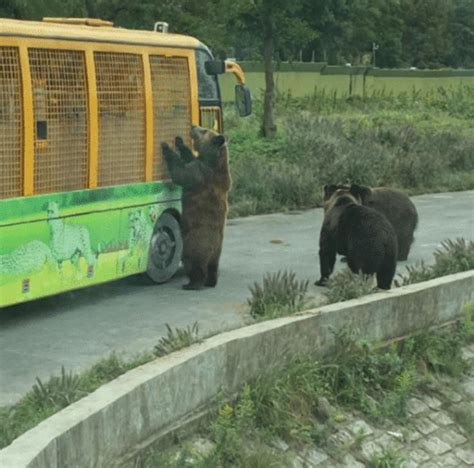 游客投喂动物园的熊致其呕吐 动物园：希望游客提高素质_手机新浪网