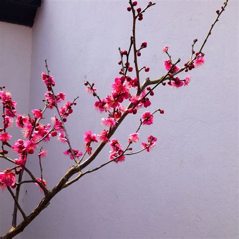 梅花十一原图来源:堆糖图片