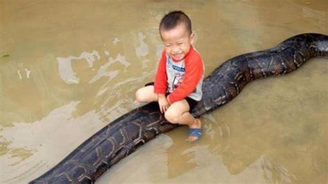 越南3岁男童 轻松自如骑蟒蛇身上与其玩耍_凤凰网视频_凤凰网
