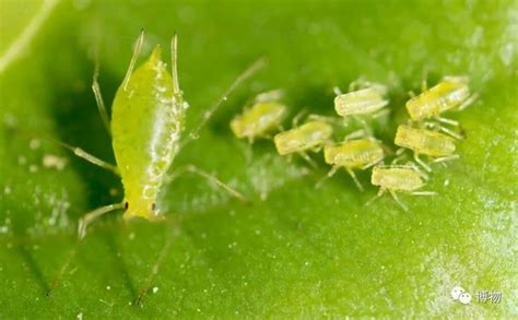 蚜虫-河南农业病虫-图片