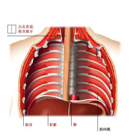 人体胸腔骨骼模型图片素材-正版创意图片401795403-摄图网