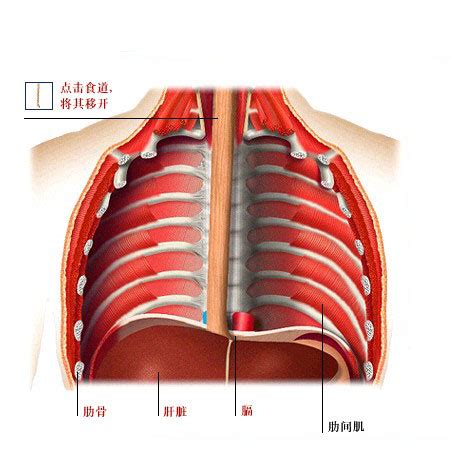 胸腔图图片