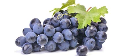 如何种植葡萄、葡萄成熟期管理要点？ - 葡萄 - 蛇农网