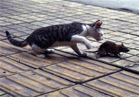 猫和老鼠：汤姆在外面喝酒醉醺醺的回到家，主人居然还要他抓老鼠