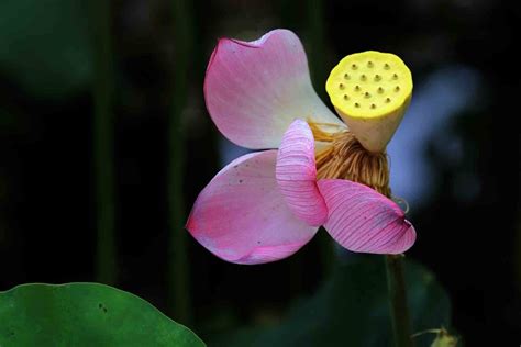 不凋零的花图片
