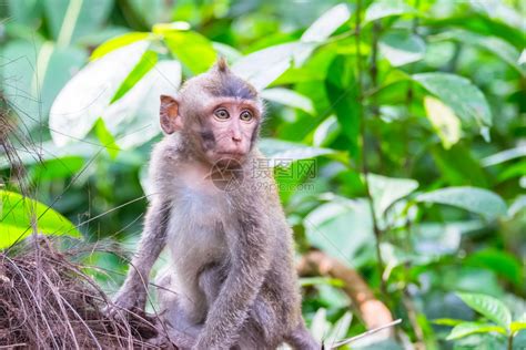 山中的猴子高清图片下载-正版图片500614790-摄图网