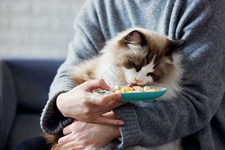 猫粮怎么喂喂多少合适？猫咪喂食时间及分量 - 胖萌舍宠物网