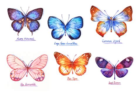 蝴蝶的外形 - 知百科