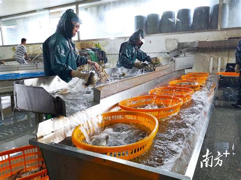 渔业赋能“海味”经济，强力助推乡村振兴-中国水产科学研究院东海水产研究所（官网2017）