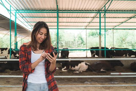 使用手机或智能电话与奶牛养殖和畜牧业概念的奶牛一起使用手机或智能电话高清图片下载-正版图片303473907-摄图网