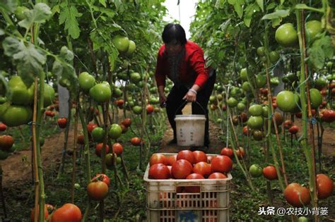 农技小课堂（种植）：冬季大棚种植番茄膨果慢、果实小，什么原因造成的？如何才能防治-搜狐大视野-搜狐新闻