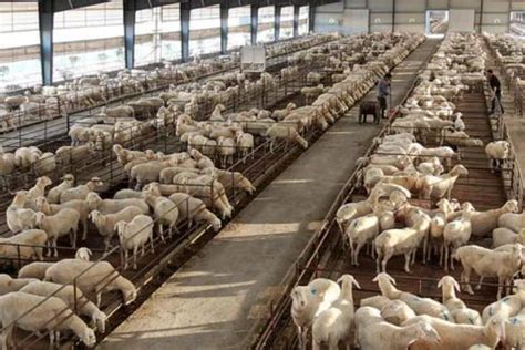 牛保定架固定架大型动物防疫架畜牧设备牲畜称重定位栏组合式围栏-阿里巴巴