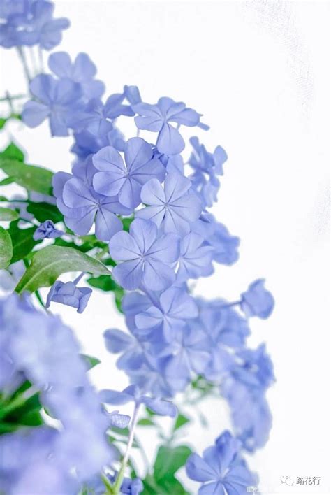 雪蓝花图片