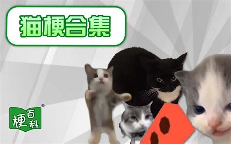 happy猫原版视频-bilibili(B站)无水印视频解析——YIUIOS易柚斯