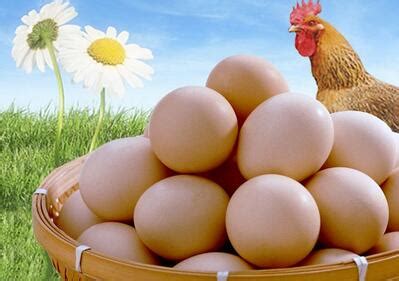 今日鸡蛋价格行情走势-今日鸡蛋价格查询-今天鸡蛋价格行情最新 - 畜小牧养殖网