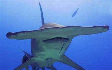 记录凶猛的鲨鱼精彩瞬间 一起保护这么漂亮的动物[6] - 雪炭网